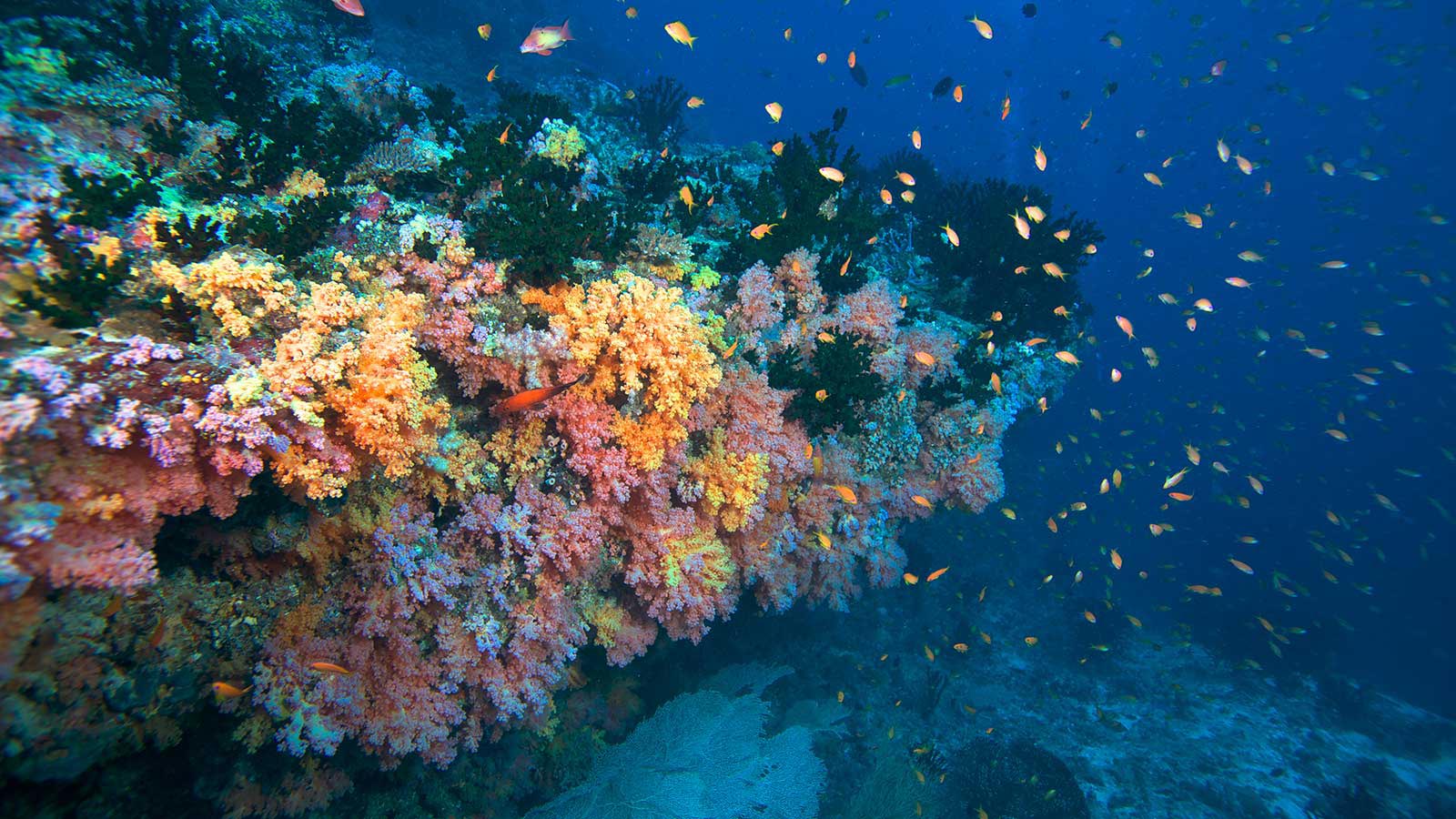 红色珊瑚摄影图__海洋生物_生物世界_摄影图库_昵图网nipic.com